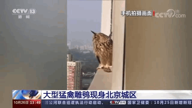 e9697cd54247b17f95e05f3900e74e6b_640_wx_fmt=gif&wxfrom=5&wx_lazy=1.gif