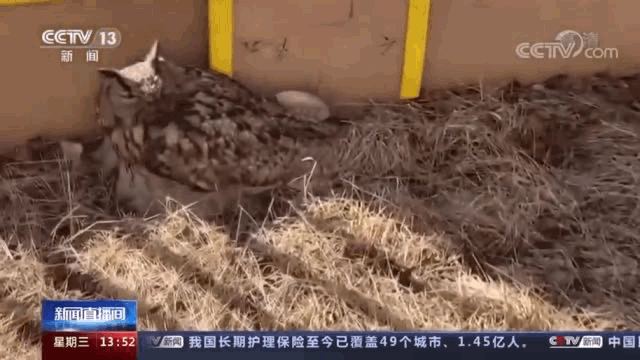 4661de20b7c873e4908dcadddb5e59ee_640_wx_fmt=gif&wxfrom=5&wx_lazy=1.gif