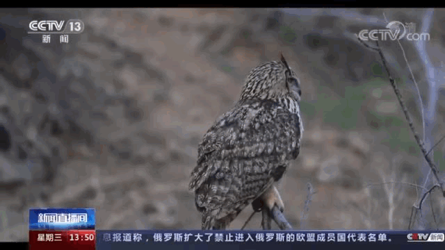 9c2a035cd512d57a40ff1c2771cd8ef2_640_wx_fmt=gif&wxfrom=5&wx_lazy=1.gif