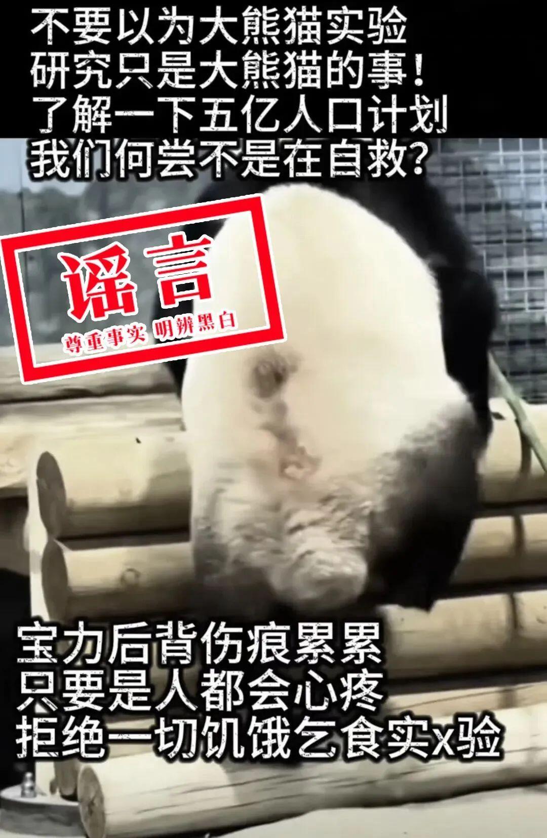 图源“中国大熊猫保护研究中心”微信公众号 6.jfif