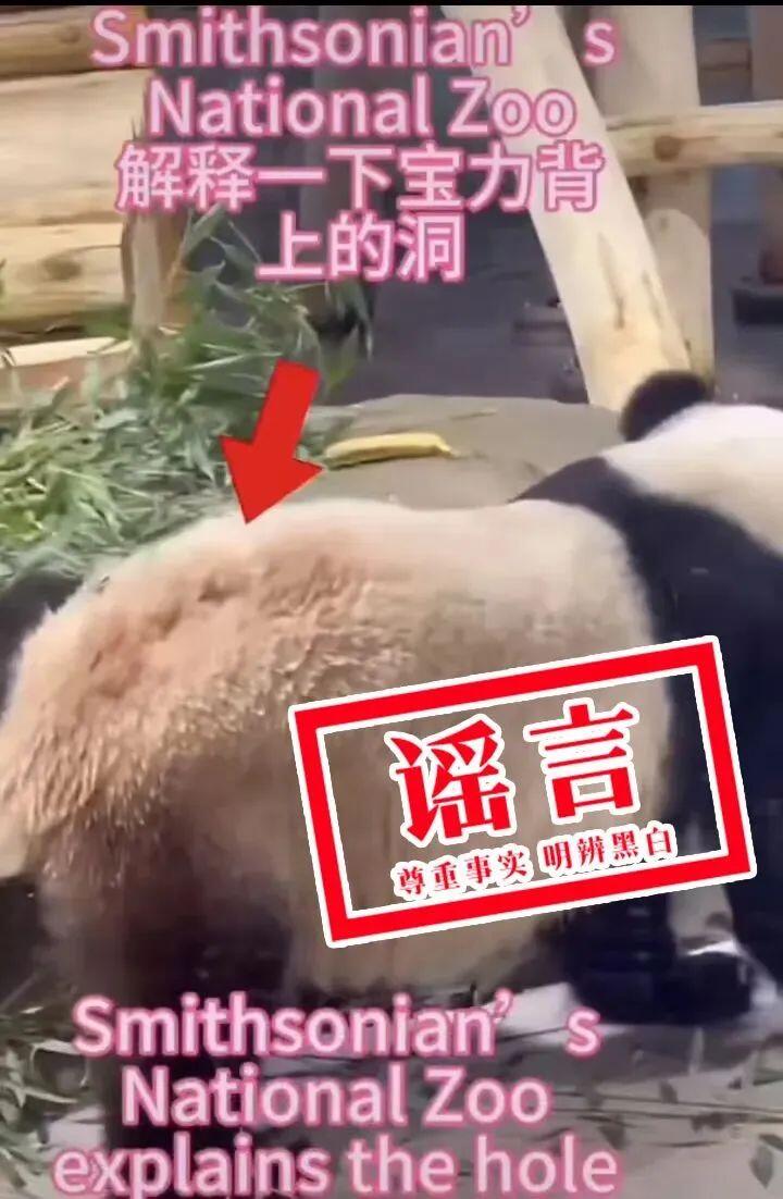 图源“中国大熊猫保护研究中心”微信公众号 5.jfif