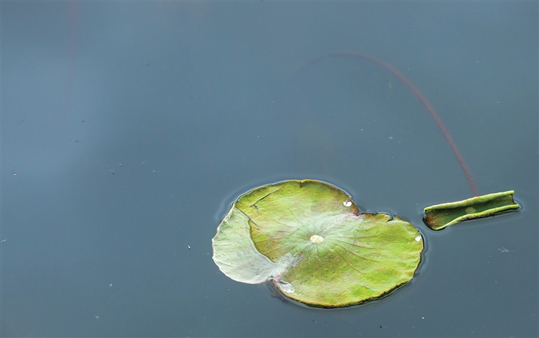 杭州回应西湖连续一周撒7吨漂白粉(1)