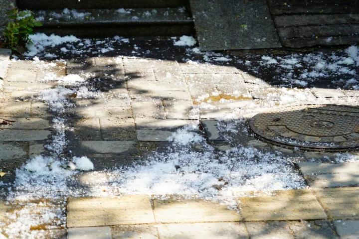 鼻痒、眼红、喷嚏不断,为啥不能把杨柳树都砍了?