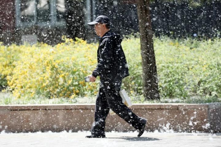 鼻痒、眼红、喷嚏不断,为啥不能把杨柳树都砍了?(2) 鼻痒、眼红、喷嚏不断,为啥不能把杨柳树都砍了?(2)