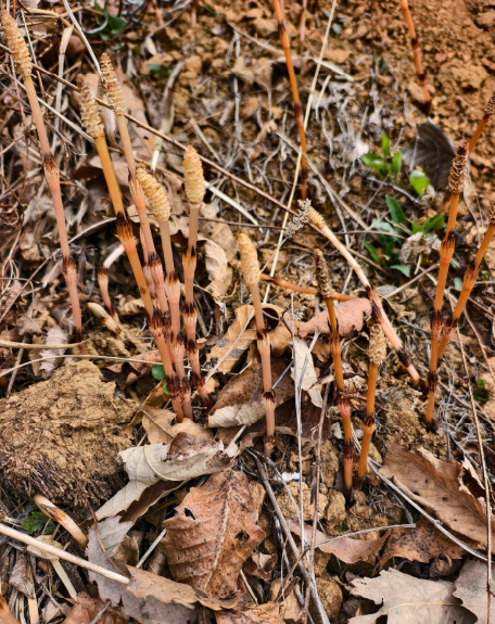 “收割未成熟小麦作青贮饲料”不实（2026·04·22）(3)