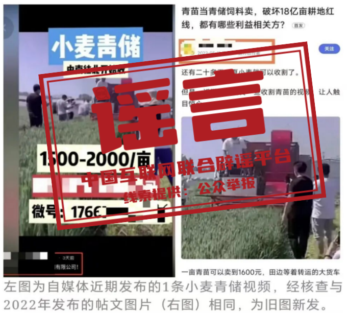 “收割未成熟小麦作青贮饲料”不实（2026·04·22）(2)