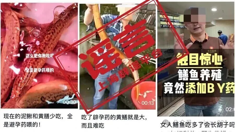 黄鳝在养殖过程中被喂了避孕药？这是传了近30年的谣言(1)