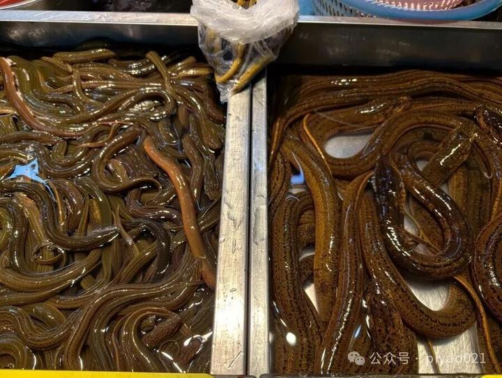 黄鳝在养殖过程中被喂了避孕药？这是传了近30年的谣言(2)