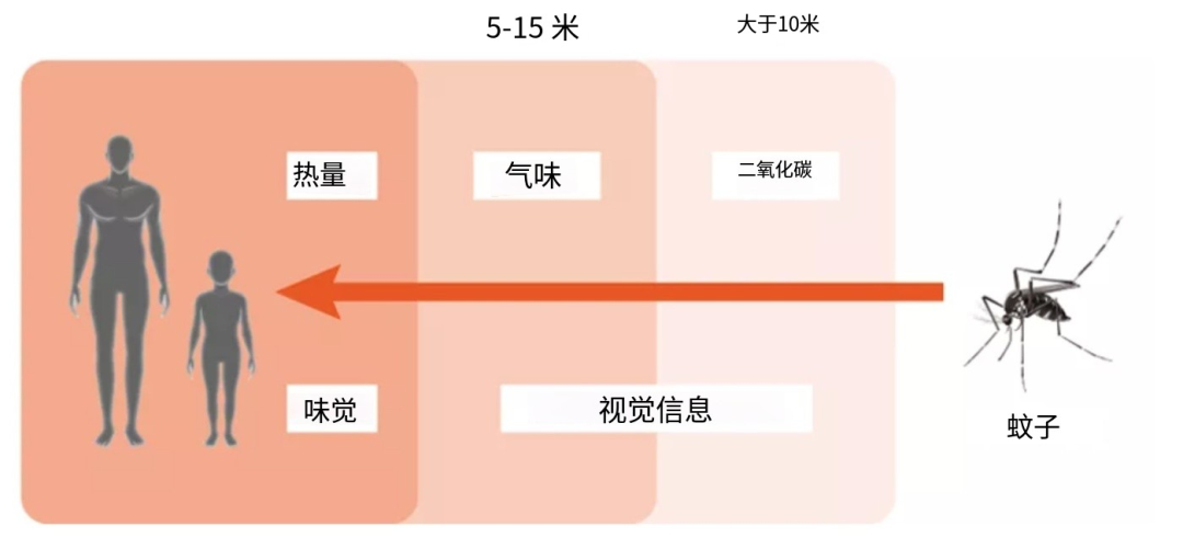 吃大蒜或洋葱可以有效防蚊?(2) 吃大蒜或洋葱可以有效防蚊?(2)