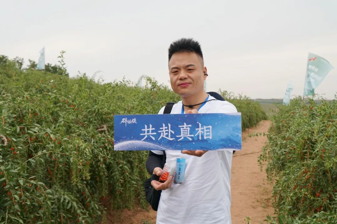 求真之旅 |“辟谣侠”走进万亩枸杞基地 实地溯源击碎“中宁枸杞”网络谣言
