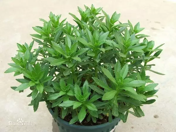 "土三七"究竟是灵药还是毒药?